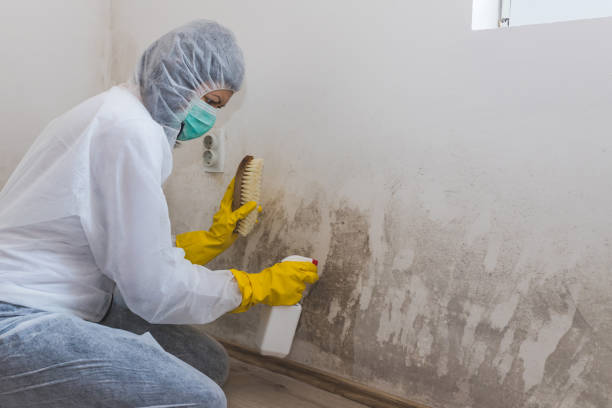 Best Toxic Mold Removal  in Marlboro Meadows, MD