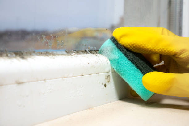 Mold Testing and Removal in Marlboro Meadows, MD