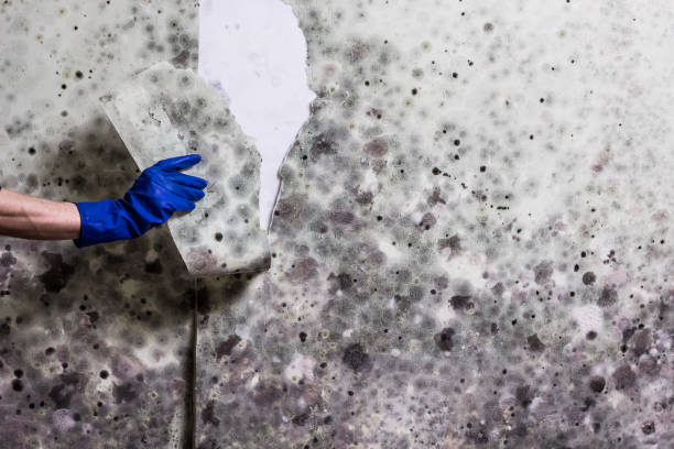 Reliable Marlboro Meadows, MD Mold Removal Solutions