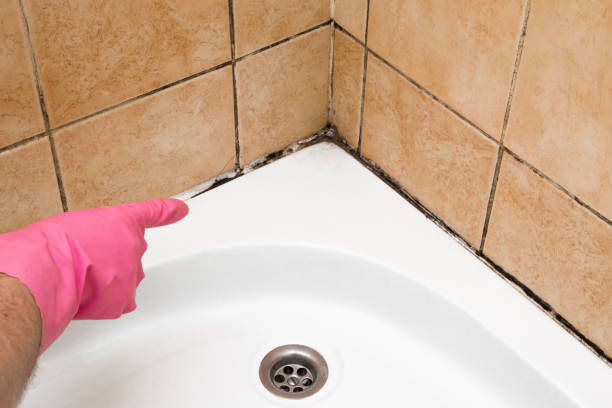 Reliable Marlboro Meadows, MD Mold Removal Solutions