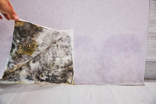 Best Commercial Mold Removal  in Marlboro Meadows, MD